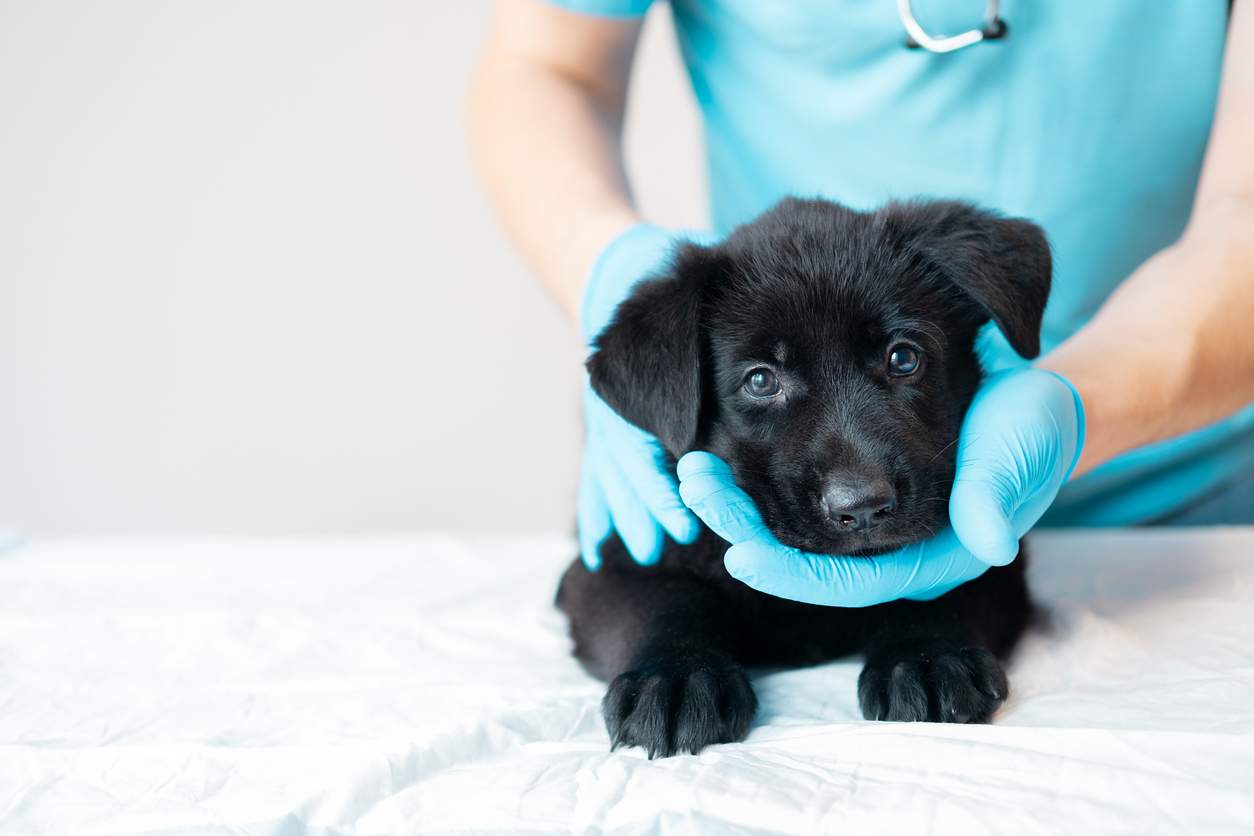 Adorable puppy for National Puppy Day