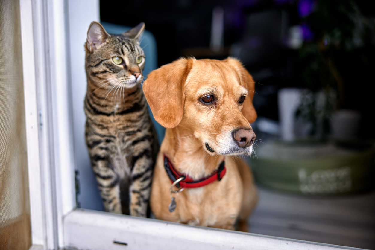 Happy pets for National Pet Day