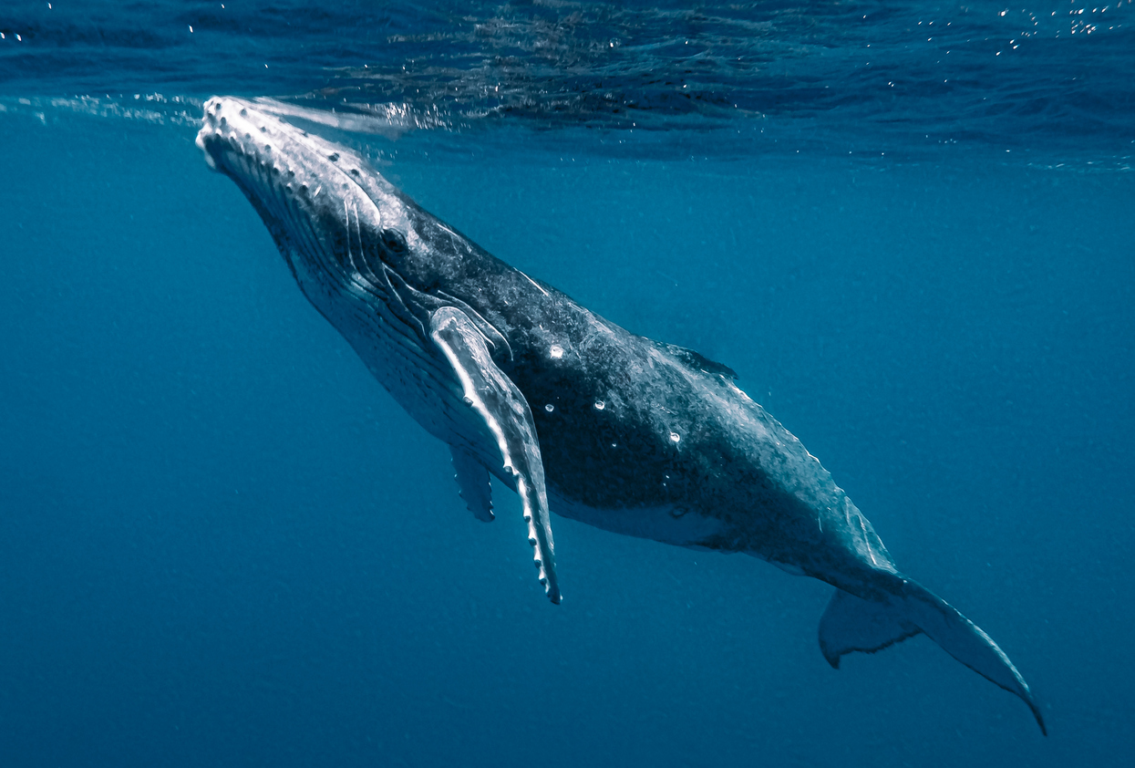 Whale for World Whale Day