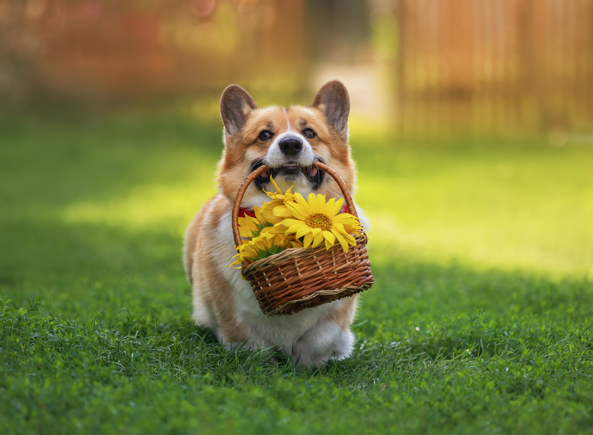 Corgi dog for National Corgi Day
