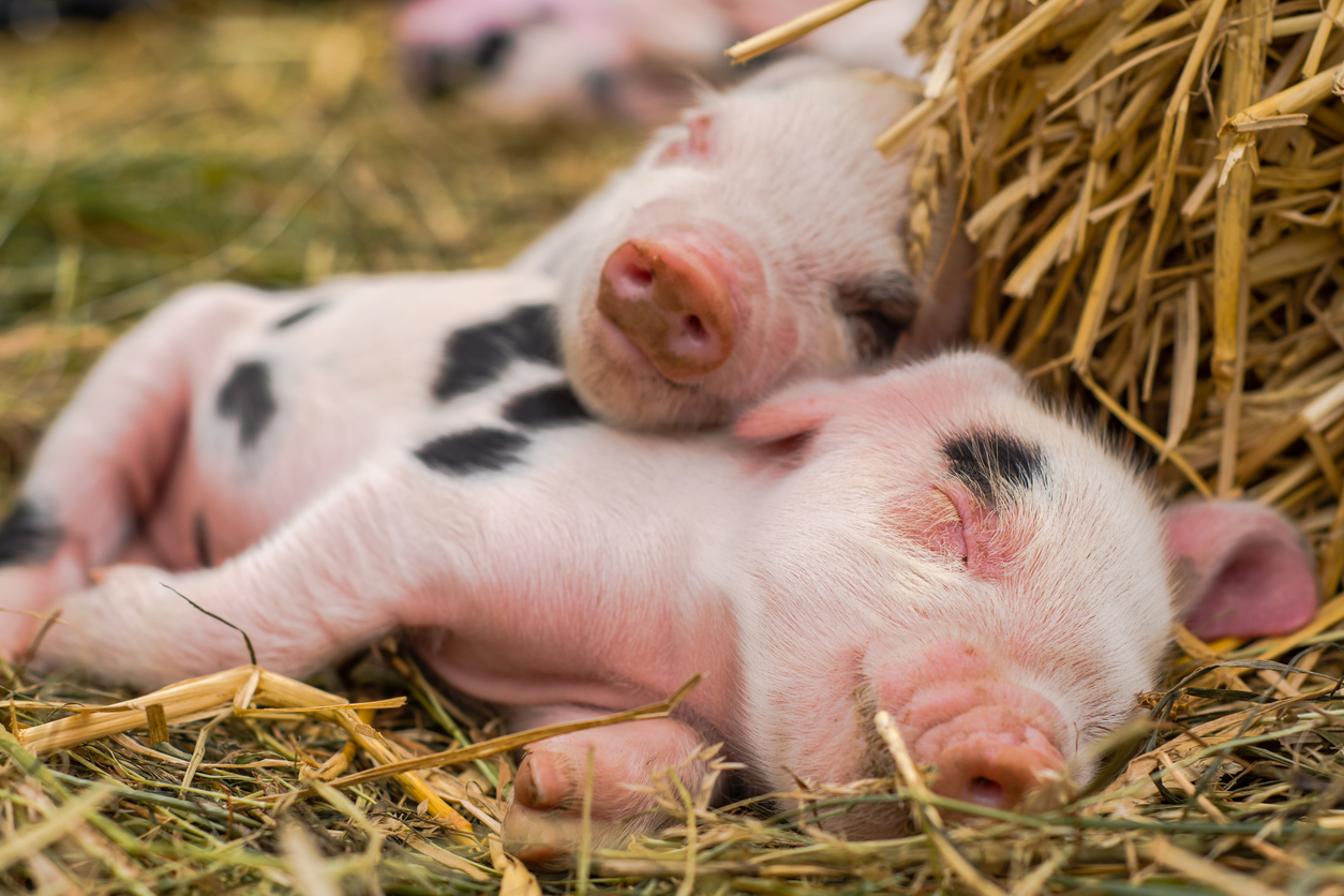 Cute pig for National Pig Day